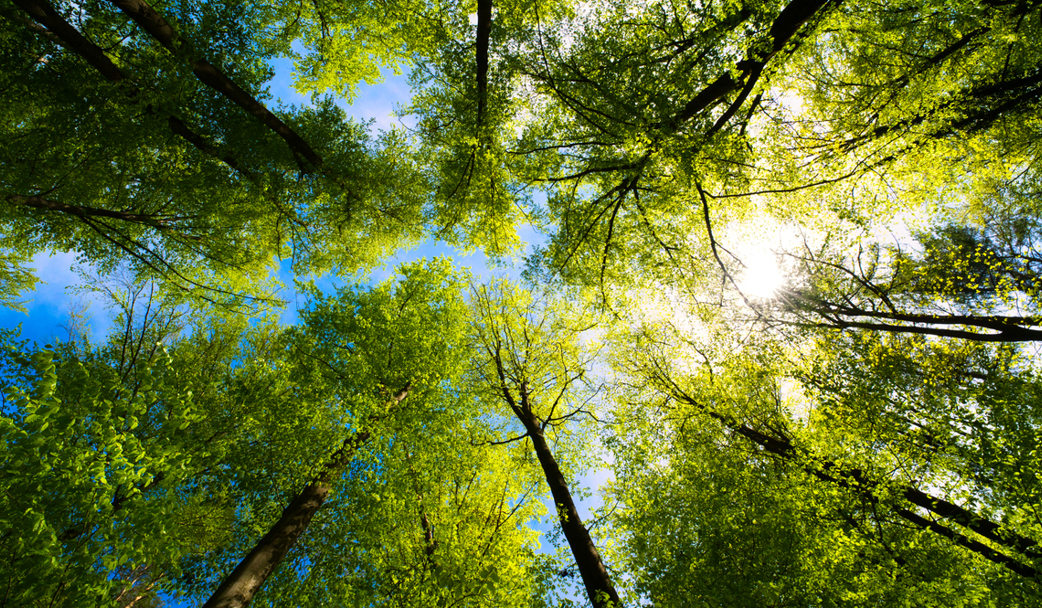 Reui Tree Episode 470 – Shake The Trees – Casual Fridays REI